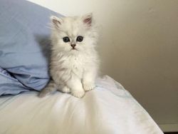 Ultra Rare Persian Kittens!