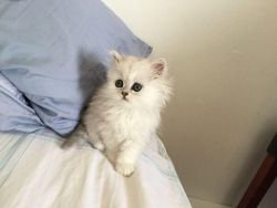 Teacup Persian Kittens Available!
