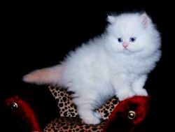 White Teacup Persian Kittens Avialable