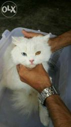 2different eyes female Persian cat