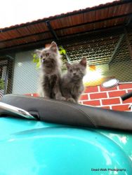 gray persian kittens for sell