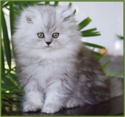 Stunning Silver Persian Kittens