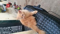 persian kittan for sell only 7000 negotiable