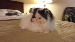 gorgeous persian kitten