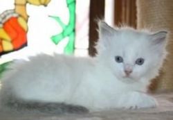 All White Persian Kitten