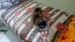 Persian cat for sell (Female)