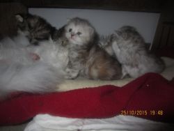 Pure Pedigree Persian Kittens.