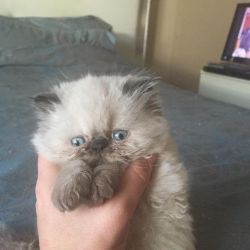 Champion Persian Kitten for Sale