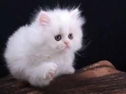 Male and female persian kittens for adoption