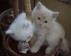 Male and Female Persian kittens for sale
