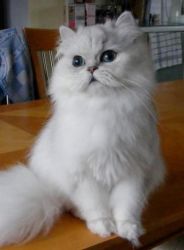 ***adorable Persian Chinchilla Kitten***