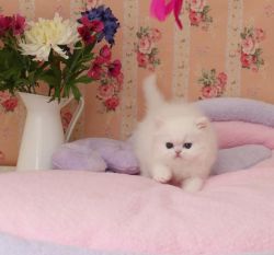 cute persian kittens ready now