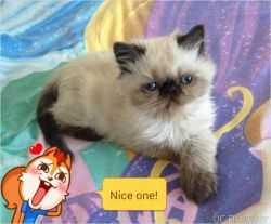 Healthy himalayan Kittens/Cats for sale.