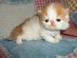 Cfa Pure Persians kittens for sale