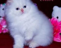 Available persian kittens for re-homing
