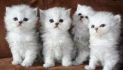 4 white persian kittens Available