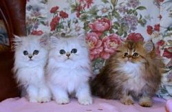 Wonderful Persian Kittens ready