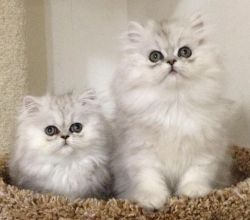 Darling Persian Kittens for new homes
