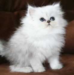Dexterous Persian Kittens for new families