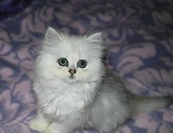 Dactylic Persian Kittens for sale