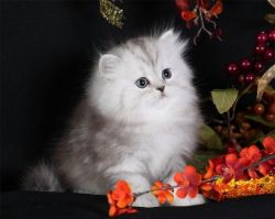 Delightful Persian Kittens for sale