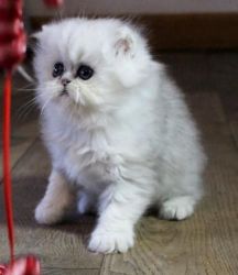 Dandy Persian Kittens for sale