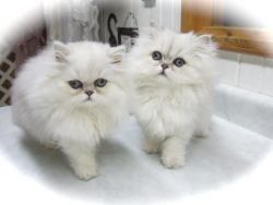 Efficacious Persian Kittens for sale