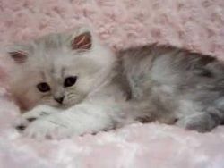 Enchanted Persian kittens for new homes