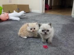 Pure Cute Persian Kittens For Sale
