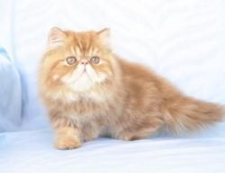 Outstanding Persiand Kittens Available for sale