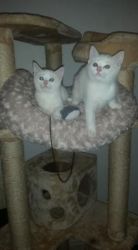 2 Gorgeous Half Ragdoll Pure White Kittens