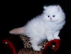 Tiny Teacup Persian kittens