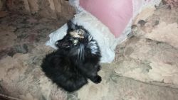 Persian Kittens, 2 Females, Born Dec 3, Calico
