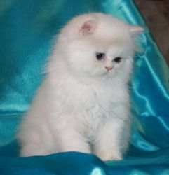 White Persian Kittens With Blue Eyes!