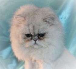 Silver Shaded Female Persian Kitten