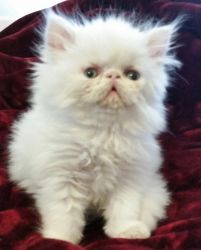 Male Persian Kitten For Sale