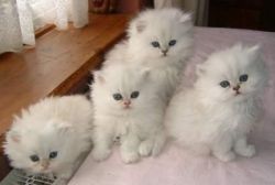 4 white persian kittens Ready