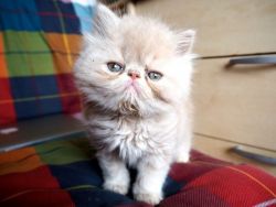 White Blue Eyed Persian Female Kitten