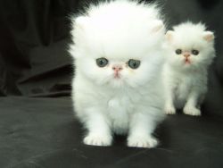 purewhite persin kittens ready to go now