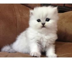 sweet white persian kittens for sale