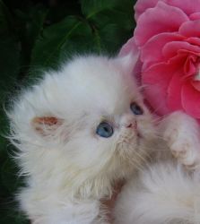 CFA Persian kittens and adults
