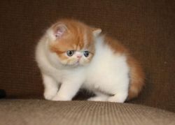 Cute and sweet persian kittens for sale.