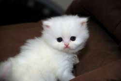 Gorgeous Teacup Persian Kittens For Sale