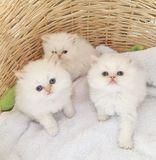 Persian Kittens For any cat loving home