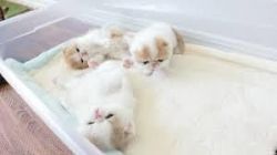 persian kittens ready