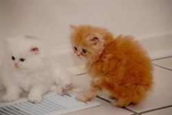 2 Tica Persian Kittens For Adoption