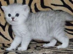 Chinchilla Kittens available