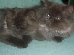 Beautiful Chocolate Persian Male Kittens