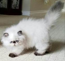 Longhaired Blue Eyed Tortie Point Persian