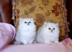 Adorable Pedigree Persian Kittens for rehome